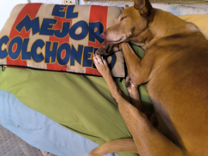 La nueva vida en Madrid de Bergantín, el perro abandonado en una cala de Las Negras: