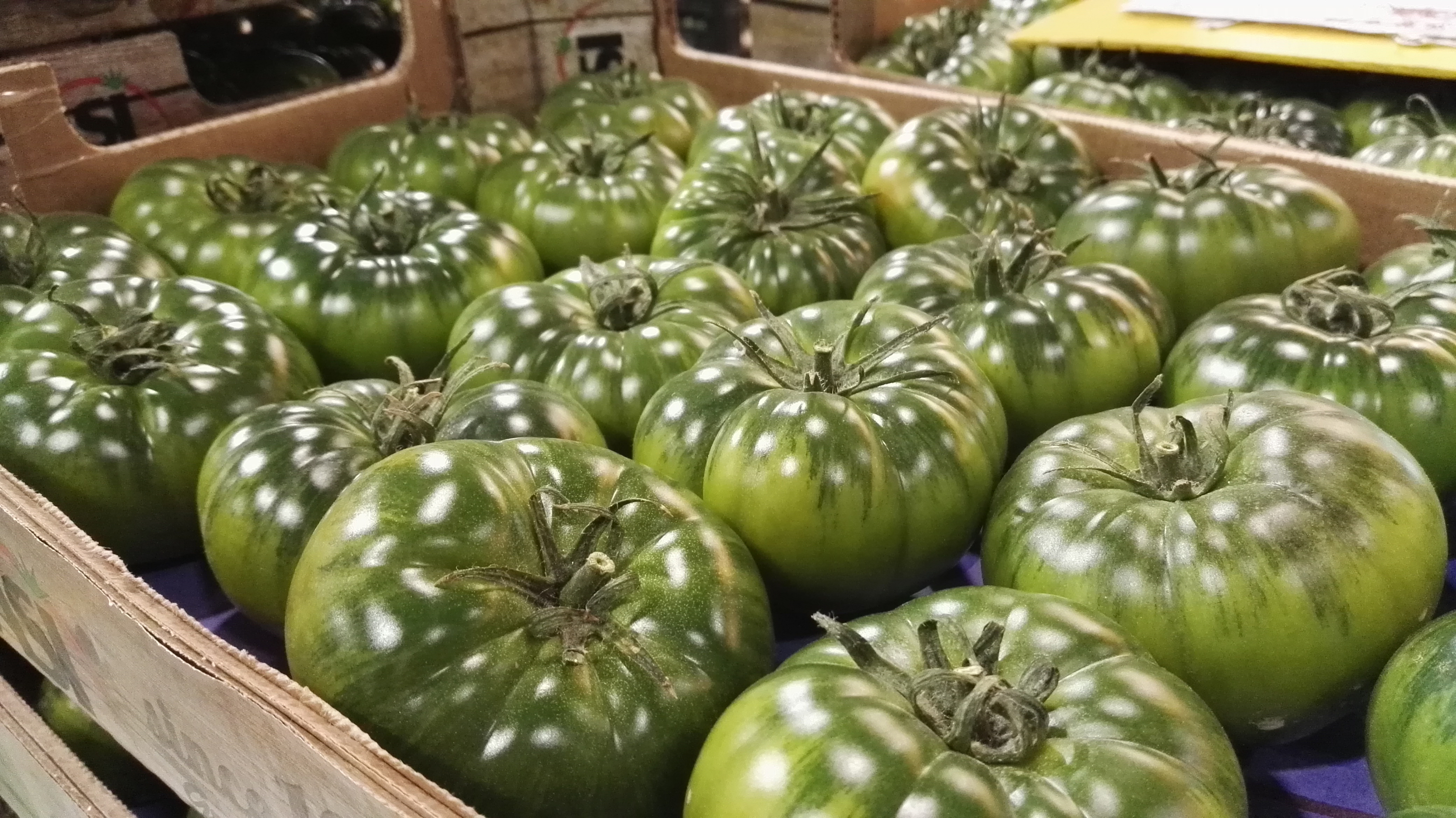 Tomate Raft El tomate raf arranca fuerte: hasta 15 euros el kilo en Almería